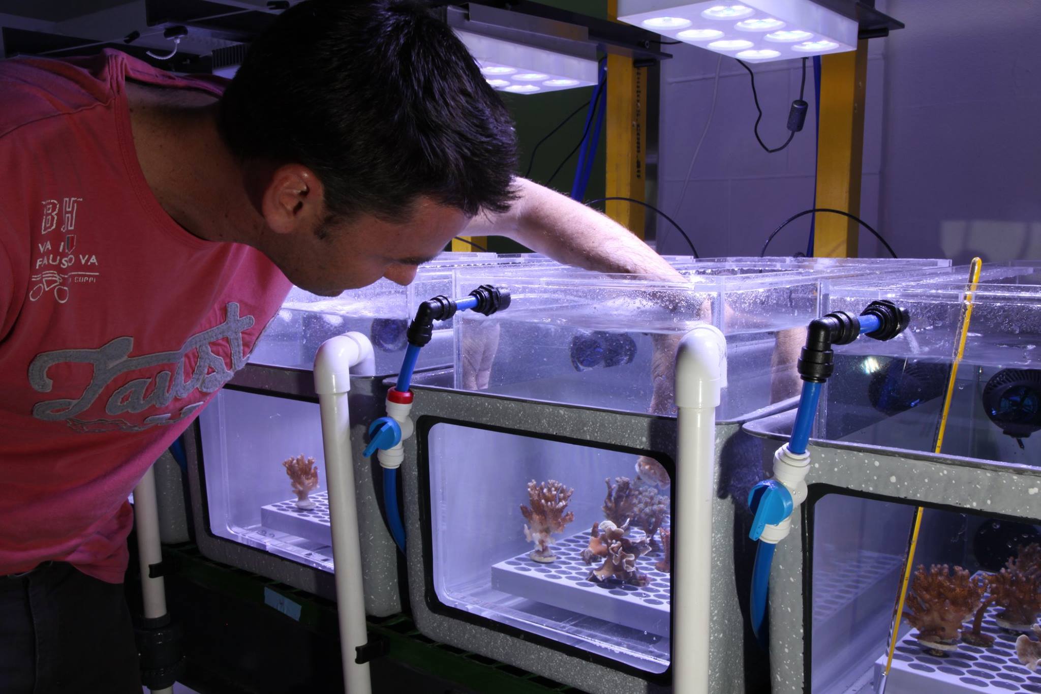 Stock photo of Coral specimens in tank at National Sea Simulator