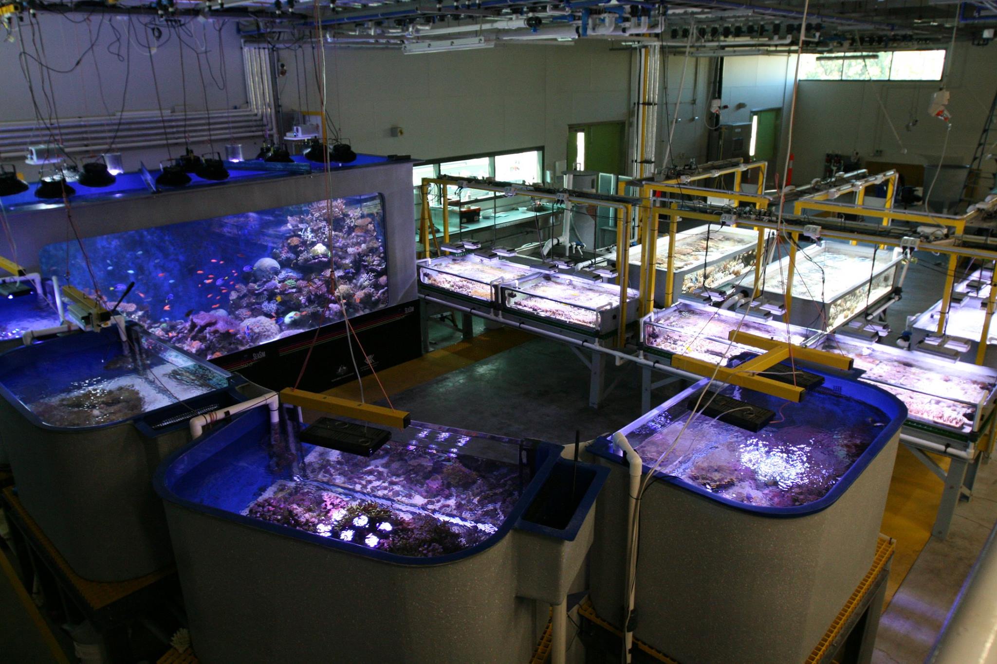 Stock photo of Coral specimens in tank at National Sea Simulator