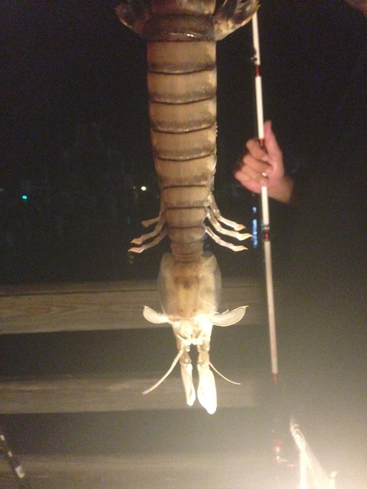 Giant Mantis Shrimp