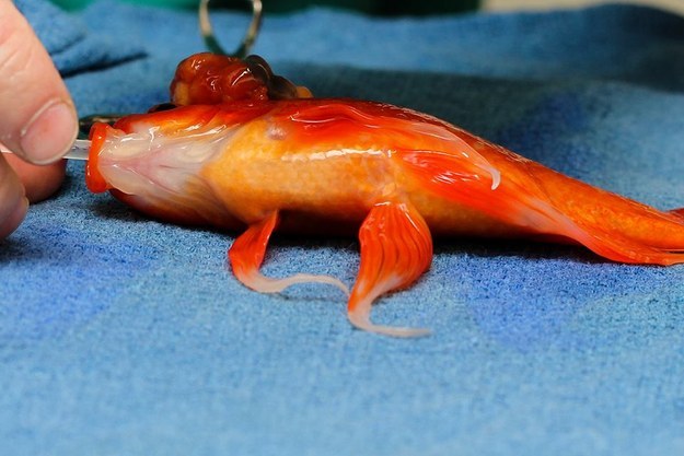 Goldfish Tumor Operation