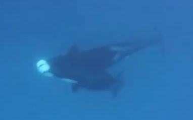 Orcas Attack Tiger Shark