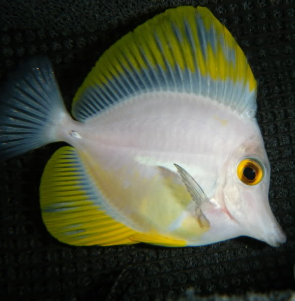 White Yellow Tang