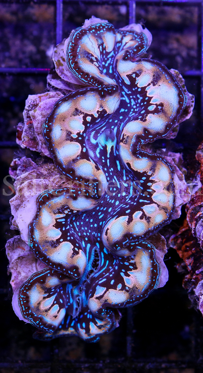 Cultured Tridacna Squomosa Crocea Hybrid Clam