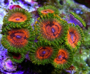 Master Krakatoa Going for $500 Per Polyp | AquaNerd