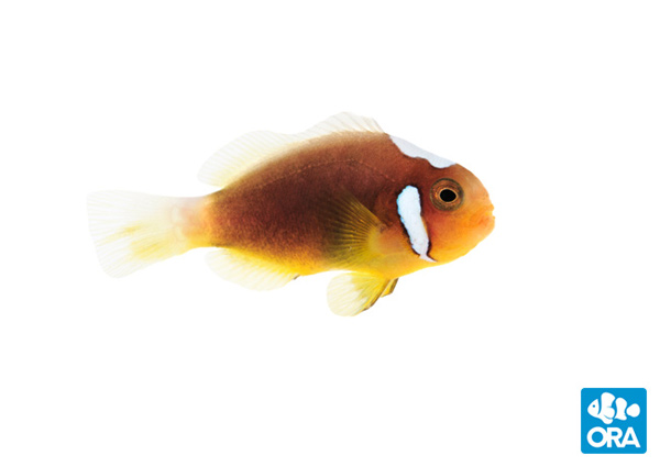 ORA White Bonnet Clownfish