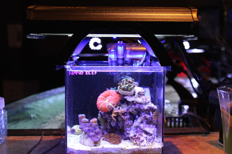 Pico Reef