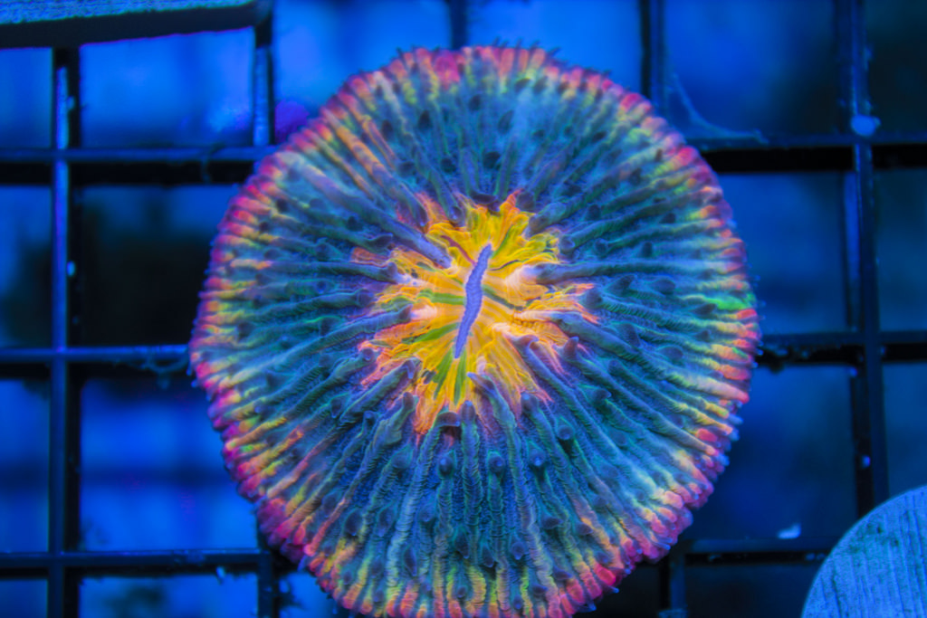 Psychedelic Rainbow Plate Coral