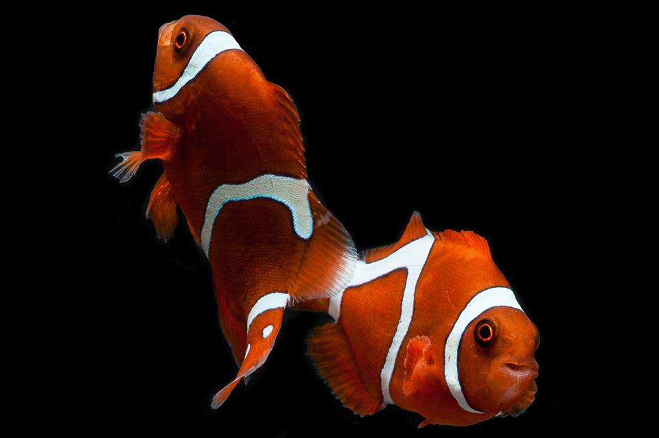 clownfish farm together