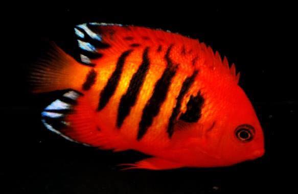 Silver Bullet Flame Angelfish