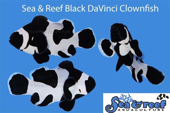Black DaVinci Clownfish Group