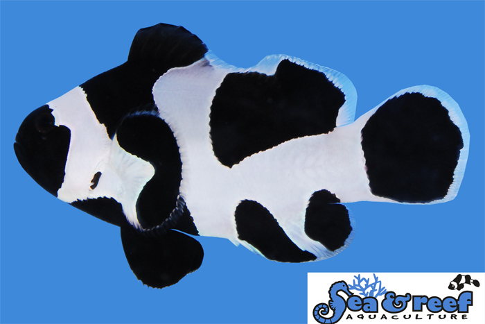 Black DaVinci Clownfish