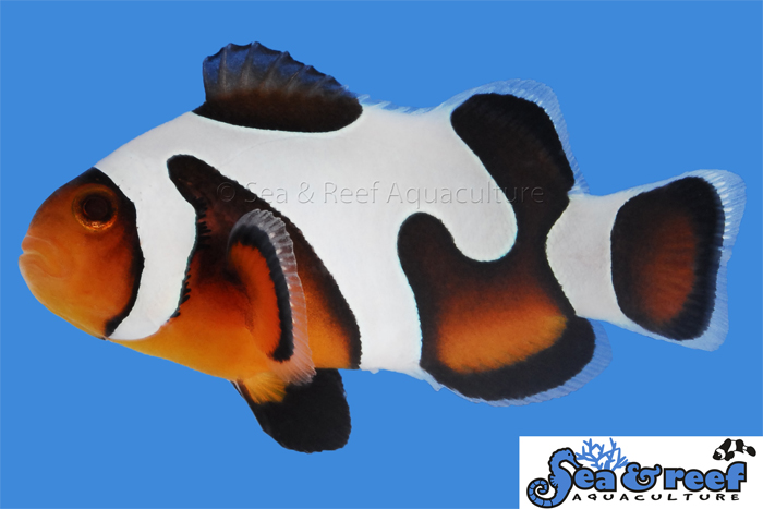 MochaVinci Clownfish