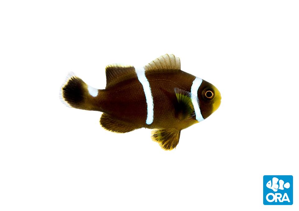 Another Mystery Hybrid Clownfish Found at ORA | AquaNerd