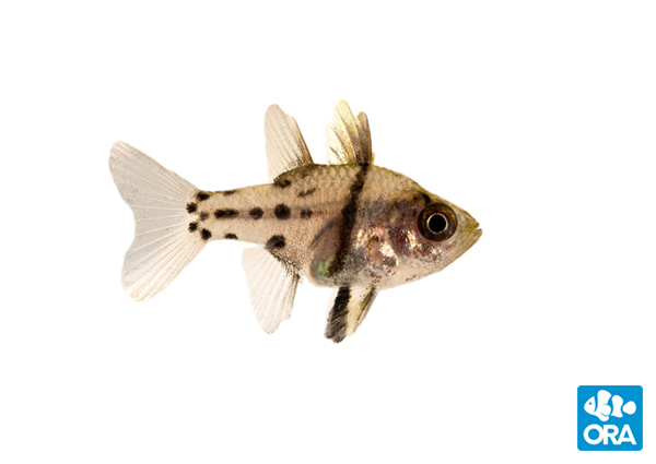 ORA Orbic Cardinalfish