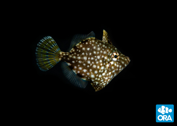ORA Whitespotted Pygmy Filefish