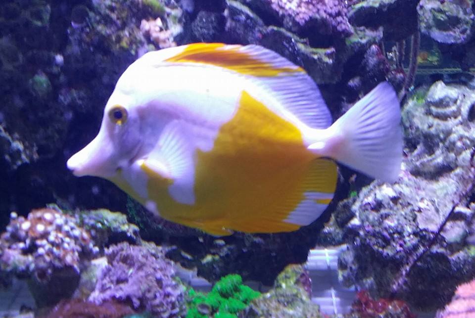 Frost Tang at Neptune's Reef