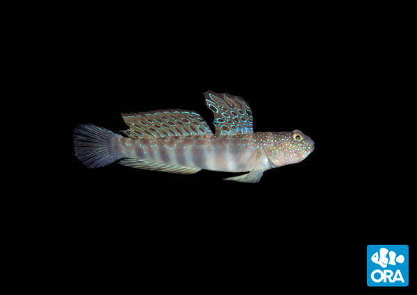 ORA Pink Spotted Watchman Goby