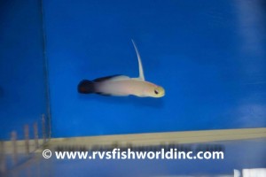 Black Firefish Goby