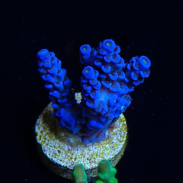 Acropora tenuis, blue
