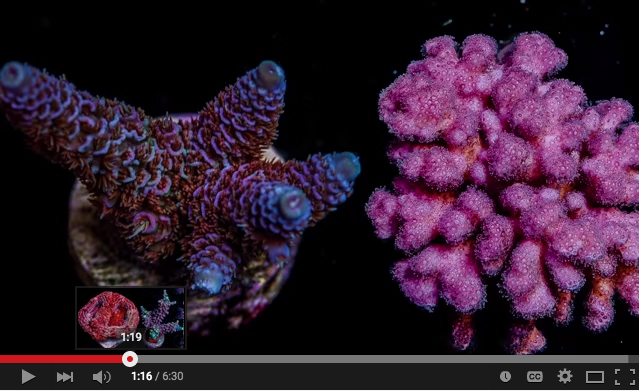 Video on how to dip new corals
