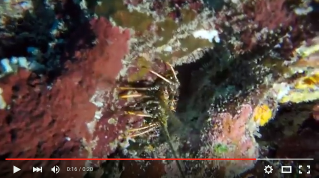 Spiny Lobster, San Pedro Belize Marine Sanctuary