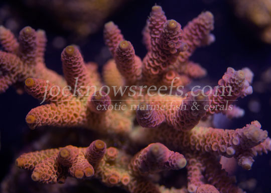 ORA Joe the Coral, Acropora sp., ORA