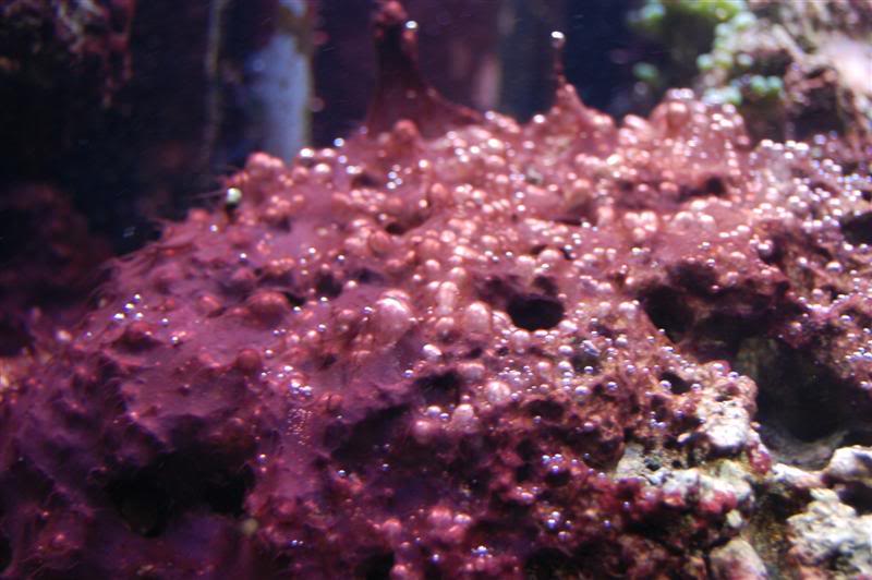 Cyanobacteria, AKA - Red Slime