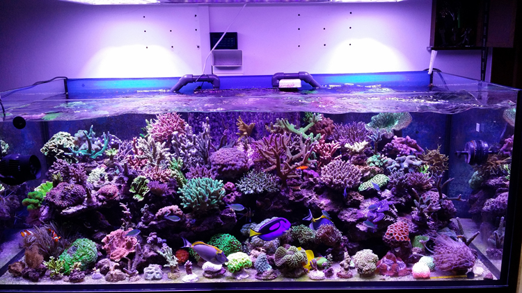 Aquarium-LED-Lights