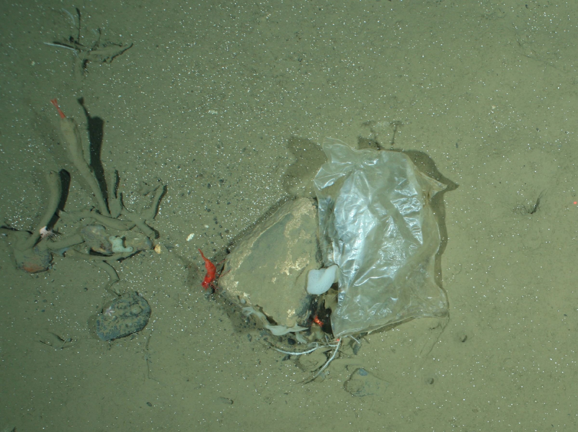 Plastic bags found 2.5 kilometers (1.6 miles) deep in the Arctic waters. AWI