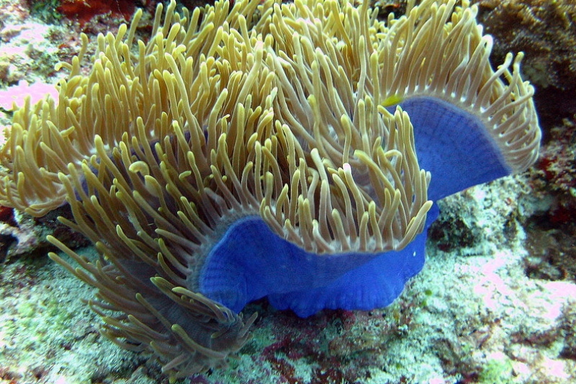 Magnificent Sea Anemone (Heteractis magnifica)