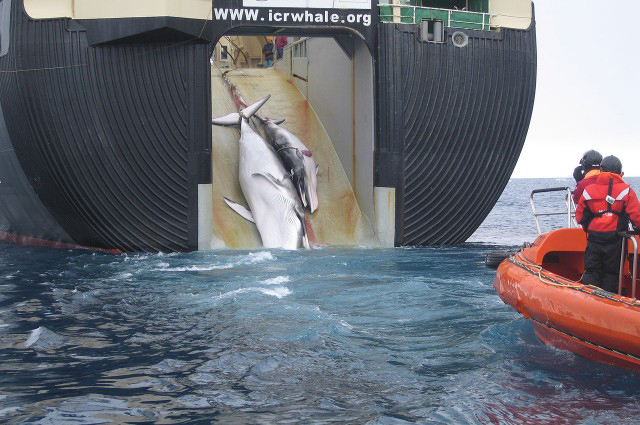 photo credit: Nisshin Maru vessel with mother minke whale and calf. CC BY-SA 3.0 au/Wikimedia Commons