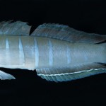 Amblygobius magnusi