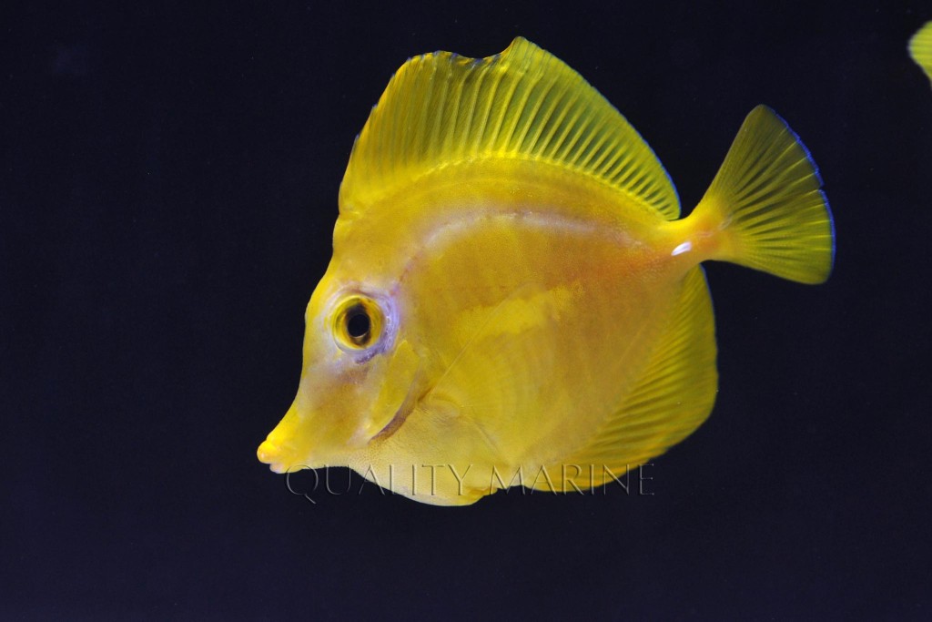 Quality Marine Receives The World's First Aquacultured Yellow Tangs ...