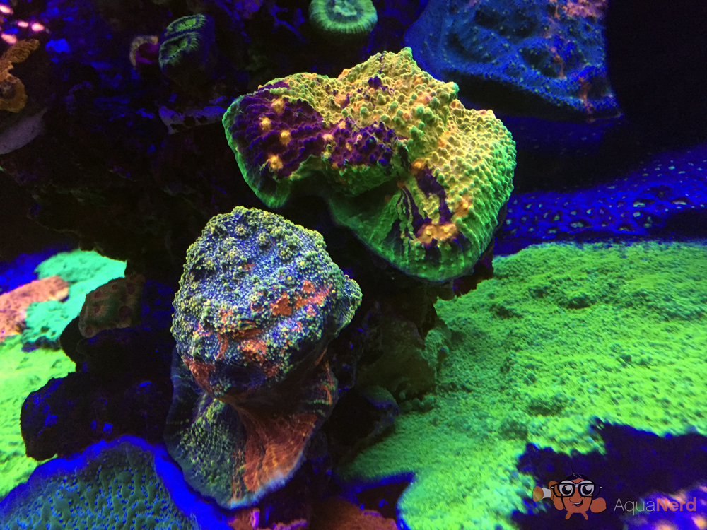 Some stunning chalice corals