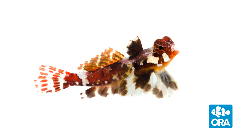 Red Scooter Dragonet 