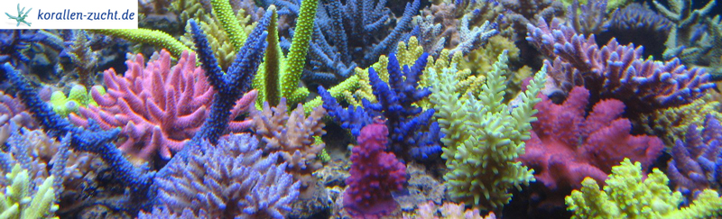 Korallen-Zucht