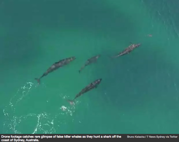 false-killer-whales