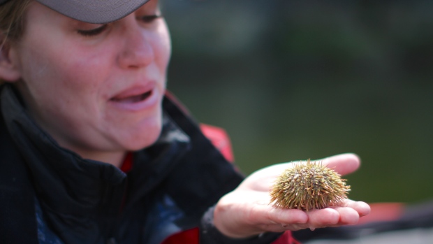 Jessica Schultz holds up one of the urchins that has flourished since a dramatic sea star die-off in Howe Sound. (Rafferty Baker/CBC)