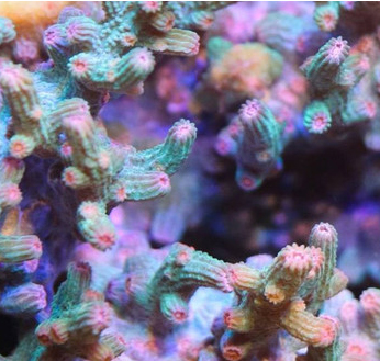 Big-R-Corals-AQUA-BRANCHING-CYPHASTREA1