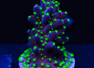 Featured Coral of the Week – 6/9/2016 Garf Bonsai Acropora | AquaNerd