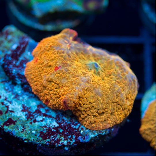 AquaNerd-Featured-Coral-Aug-1-2016