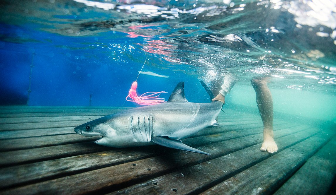 Great White Shark Nursery Filmed in Extremely Rare Footage