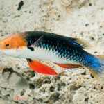 Male Monsoon Wrasse displaying ventral fins 
