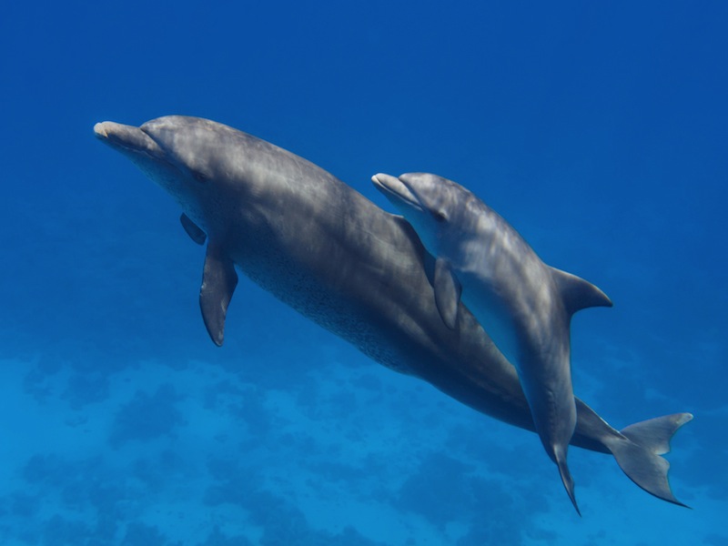 dolphin-and-baby