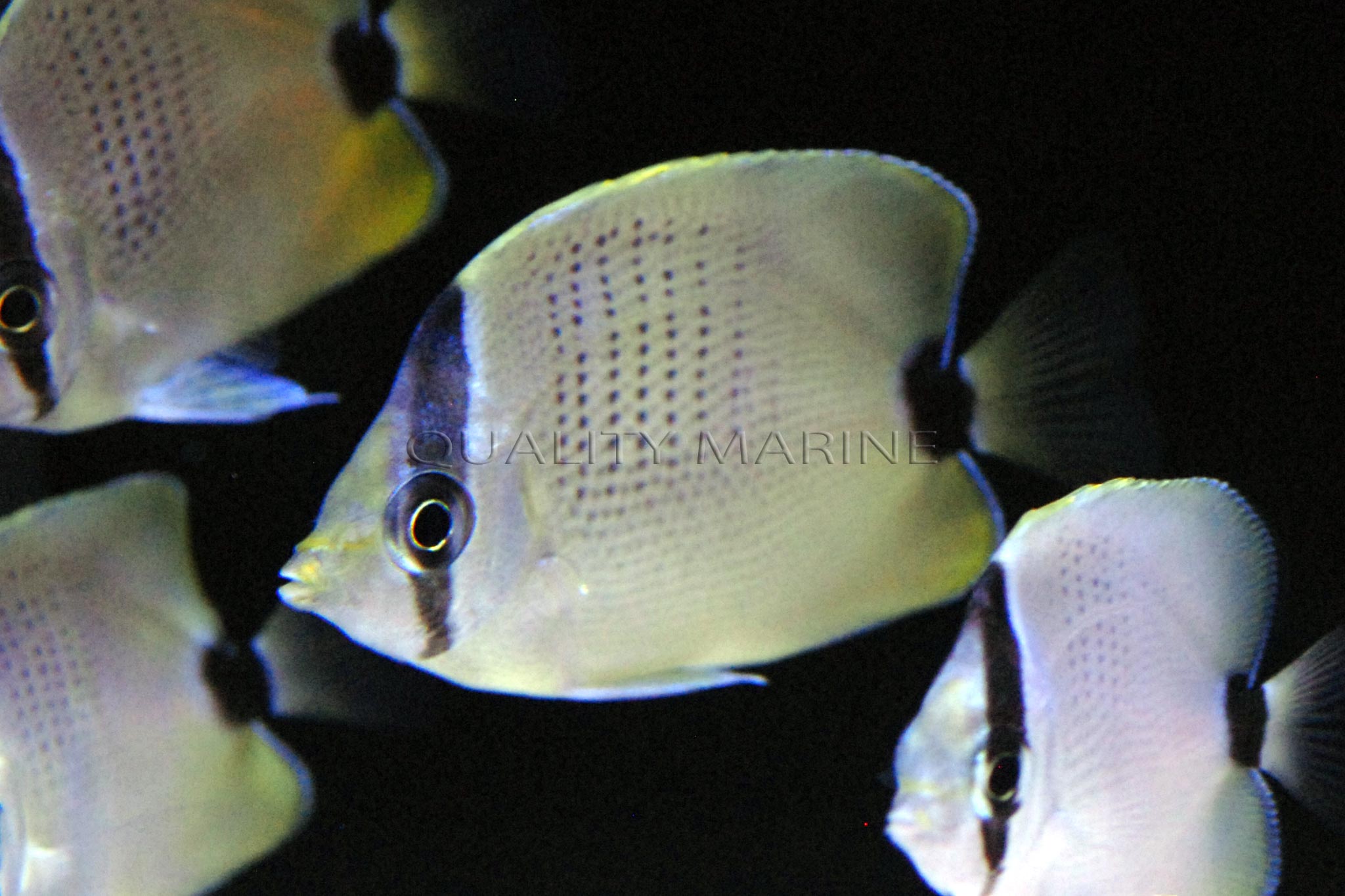 ac-lemon-miliaris-butterflyfish-6