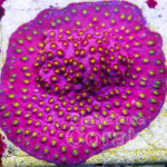 Photo Credit: Jason Fox Signature Corals - Cornbred Bling Bling Cypastrea