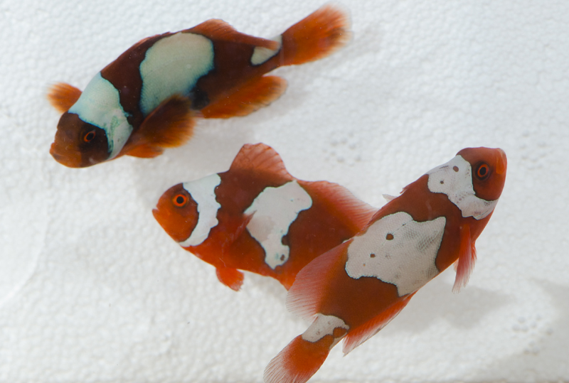 Proaquatix Snowflake Maroon Clownfish