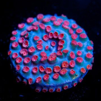 Photo Credit: Unique Corals Meteor Shower Cyphastrea 