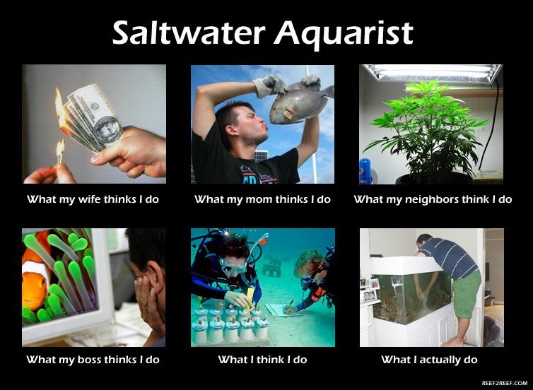 saltwater-aquarist