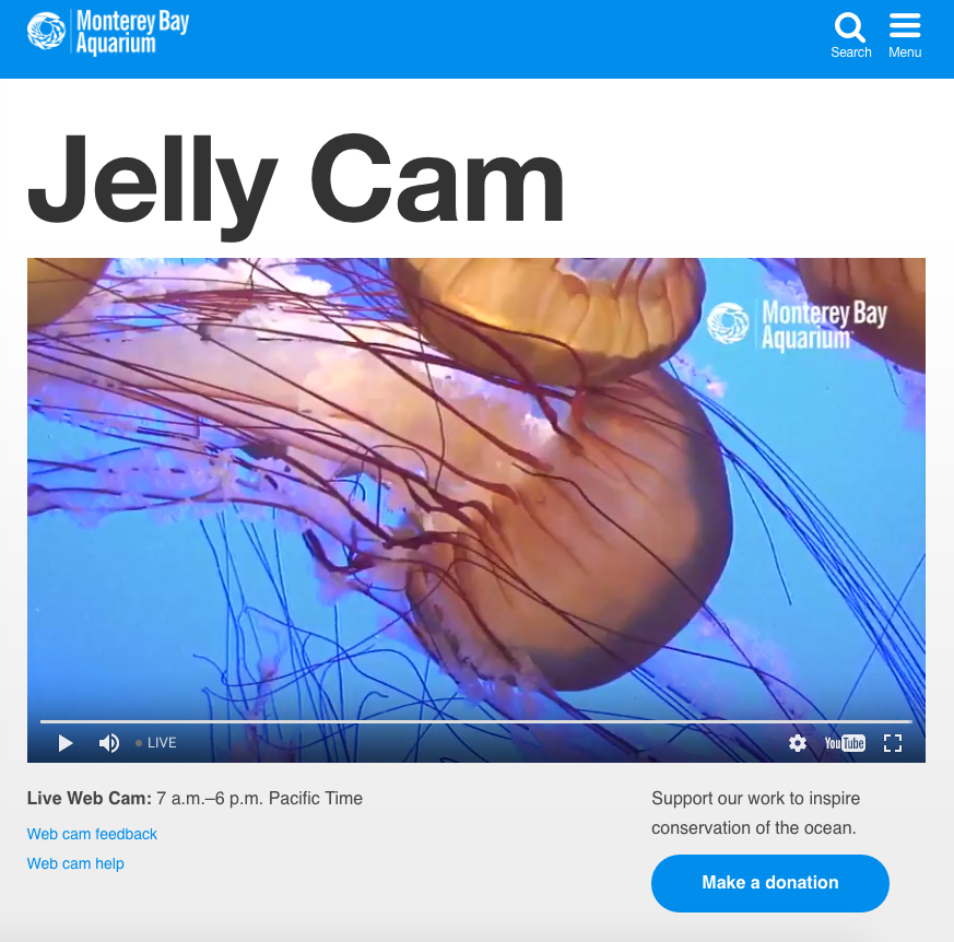 jelly-cam-monterey-bay